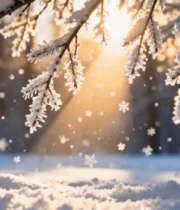 冬日松枝冰晶特写425#横屏 