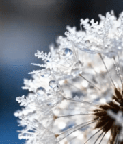 冬日蒲公英结冰特写423#横屏 