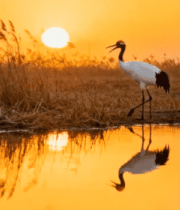 丹顶鹤夕阳觅食385#横屏 