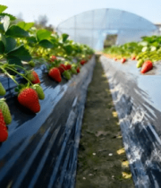 大棚草莓种植基地361#横屏 