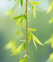 春日樱花绽放特写351#横屏 