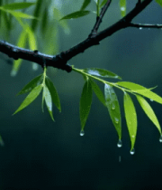 春雨中的嫩绿柳枝353#横屏 