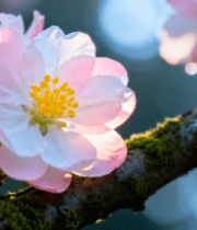 春日粉花特写镜头348#横屏 