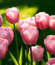 春日粉色郁金香花海349#横屏 