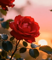 晨曦中的红玫瑰特写224#横屏 