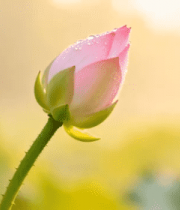 晨露中的粉色荷花苞198#横屏 