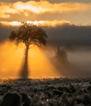 晨曦孤树金光穿透云海206#横屏 