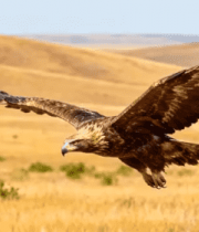 草原雄鹰展翅翱翔139#横屏 