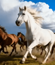 草原骏马奔腾视频素材124#横屏 