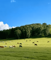 草原牧场牛羊群129#横屏 