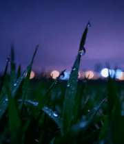 草尖露珠与城市夜景114#横屏 