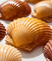 彩色贝壳背景93#横屏 