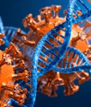 病毒与DNA结病毒与DNA结构动画79#横屏 构动画79#横屏 