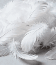 白色羽毛飘落特写36#横屏 