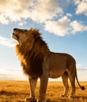 草原雄狮 王者咆哮138#横屏 