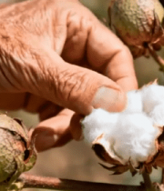 老人触摸棉花棉桃画面7297#横屏 