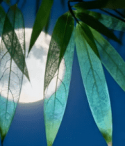 月夜下的竹叶与竹子特写11641#横屏 