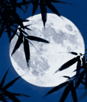 月夜下的竹子与满月14648#横屏 
