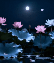 月夜下的荷塘荷花景观12795#横屏 