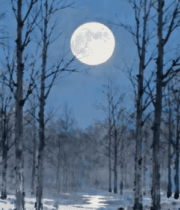 月夜下的雪林景象7085#横屏 