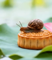 月饼上的蜗牛与荷花特写8853#横屏 