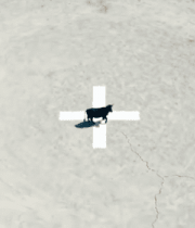 圆形场地中站立的黑色牛5268#横屏 