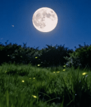 月夜草地萤火虫飞舞素材8402#横屏 