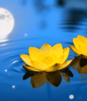 月夜水中绽放的黄色莲花12279#横屏 