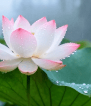 雨中带水珠的盛开荷花11524#横屏 