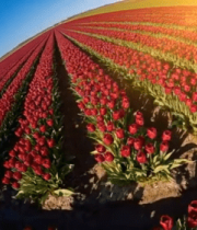 郁金香花田自然风光(1)13179#横屏 