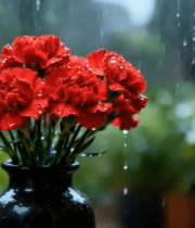 雨中花瓶里的红色康乃馨(3)6299#横屏 