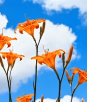 蓝天背景下绽放的橙色花朵12364#横屏 