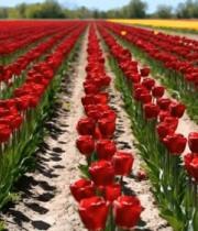 郁金香花田全景6599#横屏 