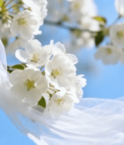 蓝天下绽放的白色梨花10321#横屏 