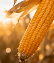 玉米地成熟玉米特写素材9063#横屏 