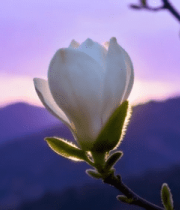 玉兰花特写与远山暮色13857#横屏 