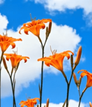 蓝天背景下绽放的橙色花朵12364#横屏 