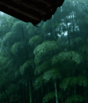 雨中竹林屋檐景象2235#横屏 