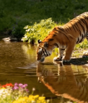 老虎溪边饮水场景4875#横屏 