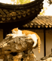 园林中猫咪趴卧在假山石上9125#横屏 