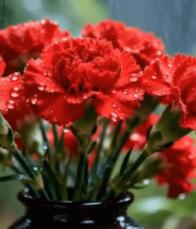 雨中花瓶里的红色康乃馨(4)7270#横屏 