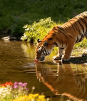 老虎溪边饮水场景4875#横屏 