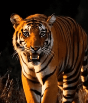 老虎野外行走画面14281#横屏 