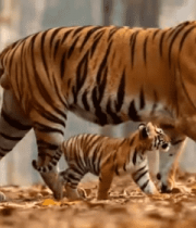 老虎母子森林中行走素材5387#横屏 