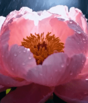 雨中带水珠的盛开粉色牡丹花12211#横屏 