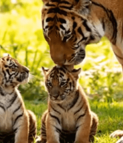 老虎亲子互动场景13847#横屏 