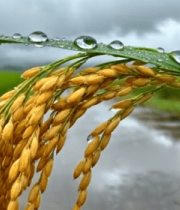 雨后稻田稻穗带水珠特写11739#横屏 