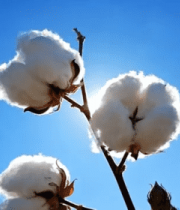 蓝天背景下的棉花特写5117#横屏 
