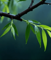 雨中带水珠的柳树枝特写(1)11685#横屏 