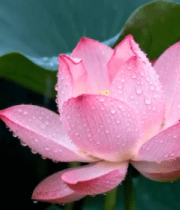 雨中带水珠的盛开荷花(1)12345#横屏 